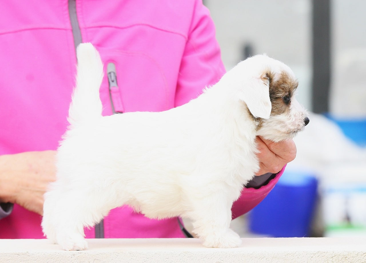 Кобель. Lovely Orange kennel Jack Russell Terrier FCI/RKF