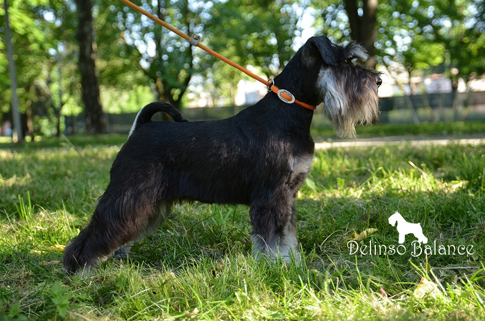 Бекки/ Delinso Balance Brilliance. Питомник цвергшнауцеров в Беларуси «Делинсо Бэлэнс»