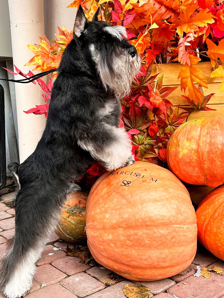 Оскар/Delinso Balance Zaffiro. Питомник цвергшнауцеров в Беларуси «Делинсо Бэлэнс»