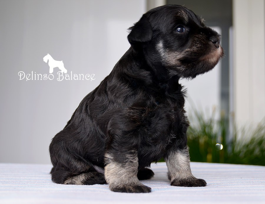 Litter «E». Питомник цвергшнауцеров в Беларуси «Делинсо Бэлэнс»