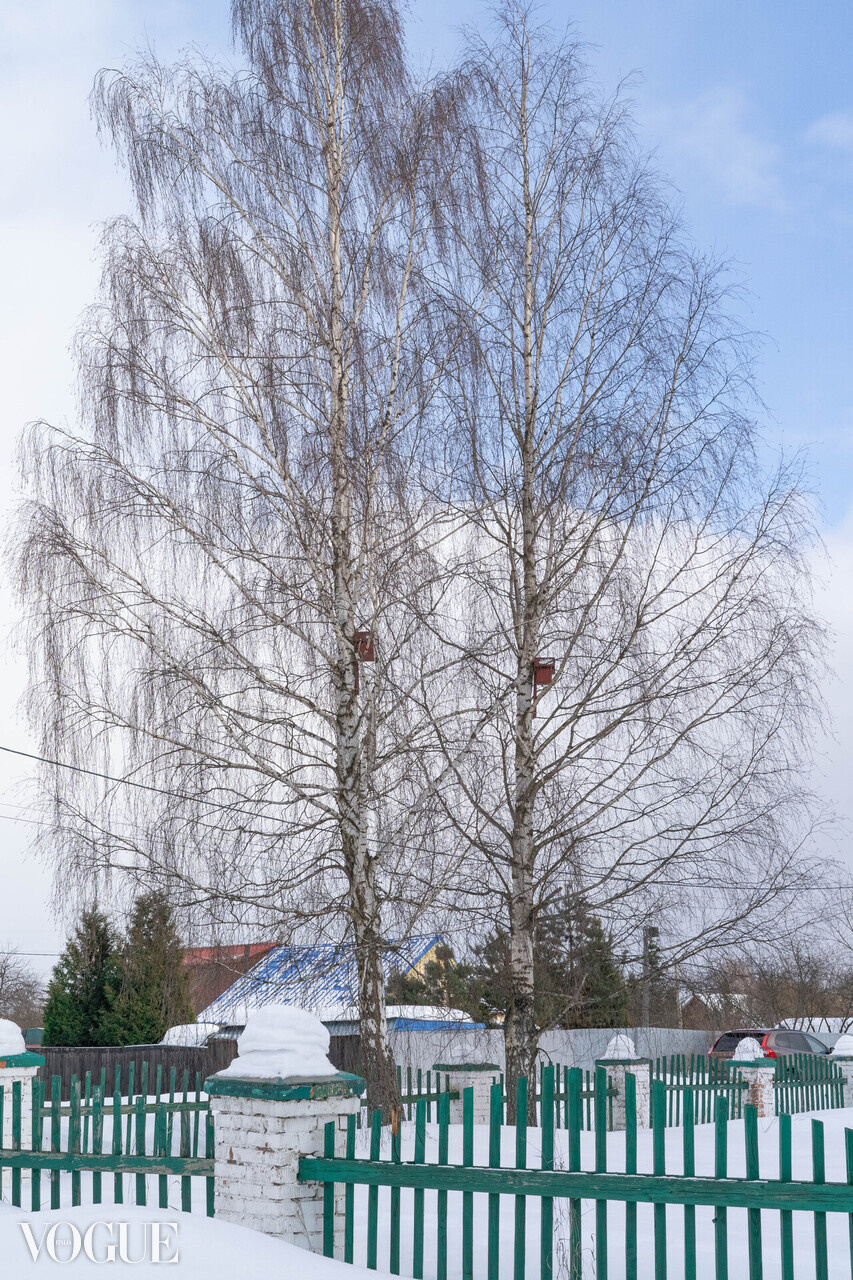 Две березы со скворечниками на фоне голубого весеннего неба и зеленый забор