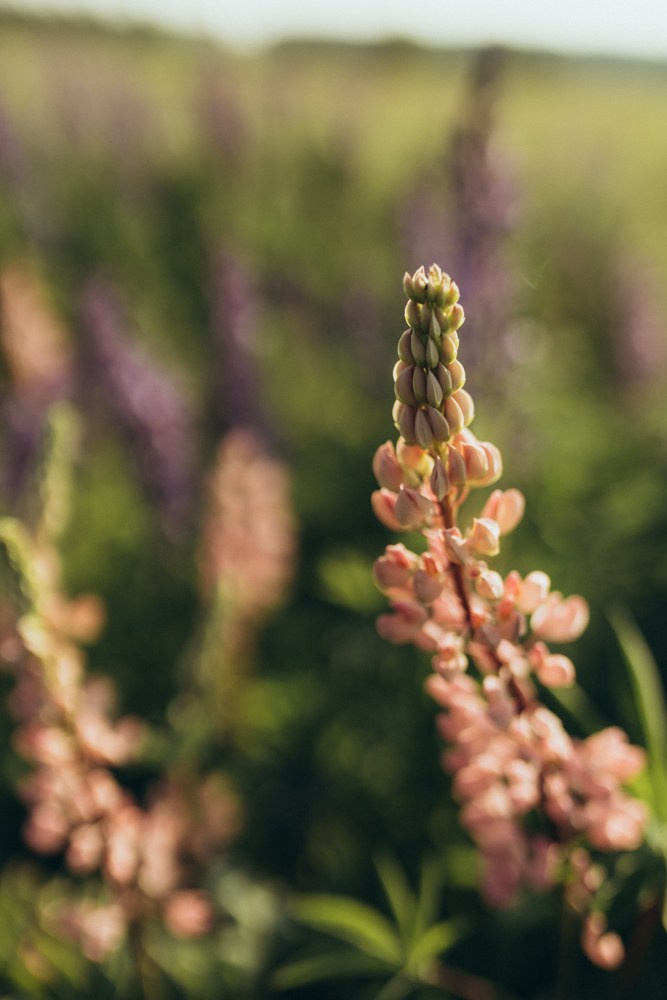 Ира и Бустик. Семейный и детский фотограф в Рязани Екатерина Воронцова