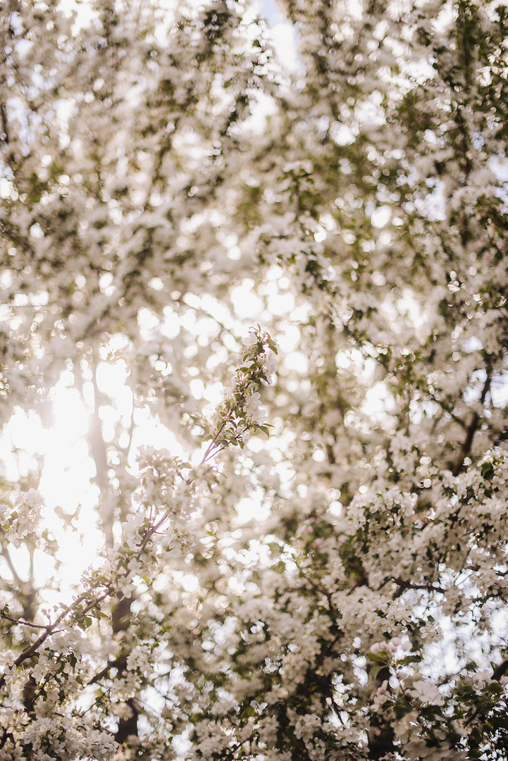 Антон и Алёна ❀ 15 минут в соцветиях яблони. Свадебный и семейный фотограф в Стерлитамаке, Салавате. Илья Антохин
