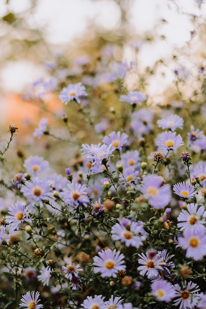 Сентябрьским вечером на огороде. Свадебный и семейный фотограф в Стерлитамаке, Салавате. Илья Антохин