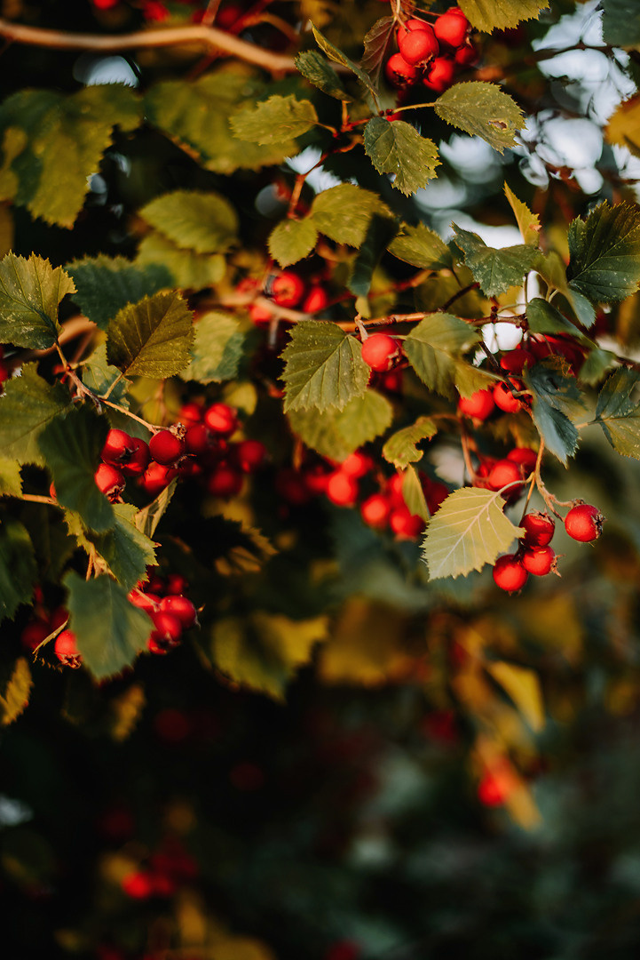 Сентябрьским вечером на огороде. Свадебный и семейный фотограф в Стерлитамаке, Салавате. Илья Антохин