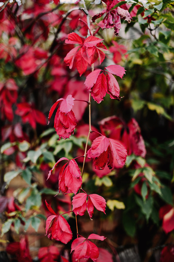 Сентябрьским вечером на огороде. Свадебный и семейный фотограф в Стерлитамаке, Салавате. Илья Антохин