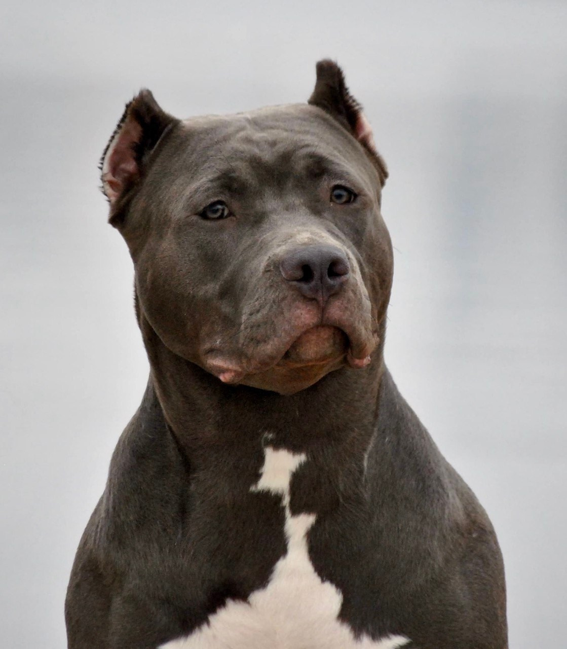 UPB’s Queenie & Zeus. 16.04.24. Американские булли XL в г. Калининград. Питомник Great Bully UNIVERSE