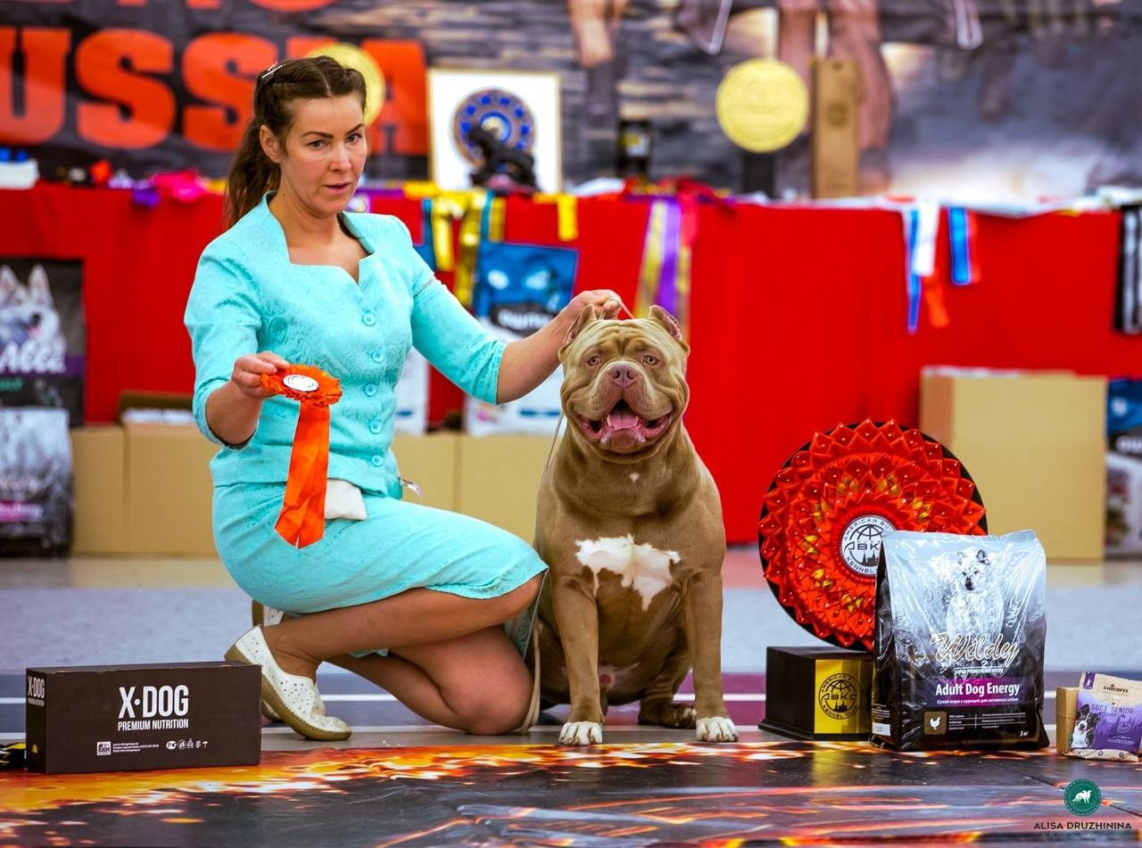 Участие в выставках. Американские булли XL в г. Калининград. Питомник Great Bully UNIVERSE