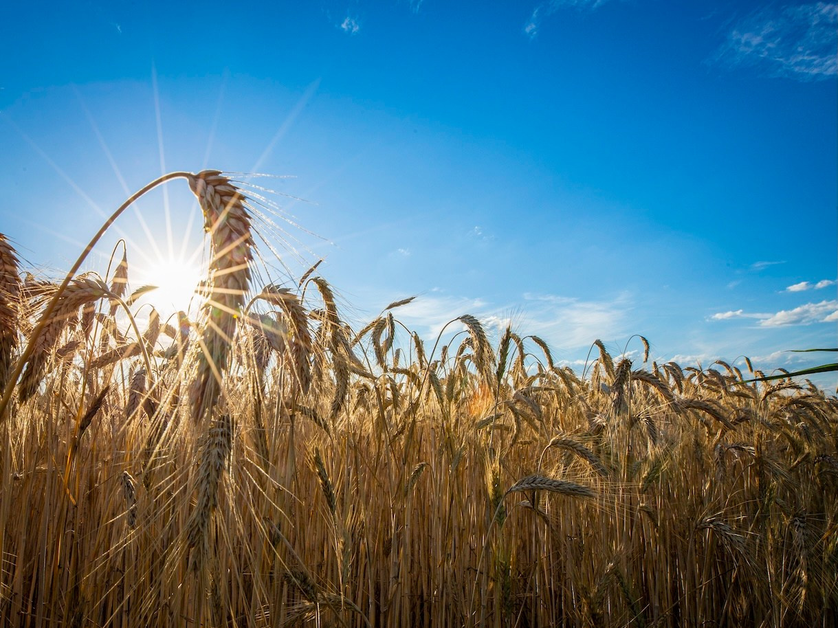 Поле. Фото о жизни