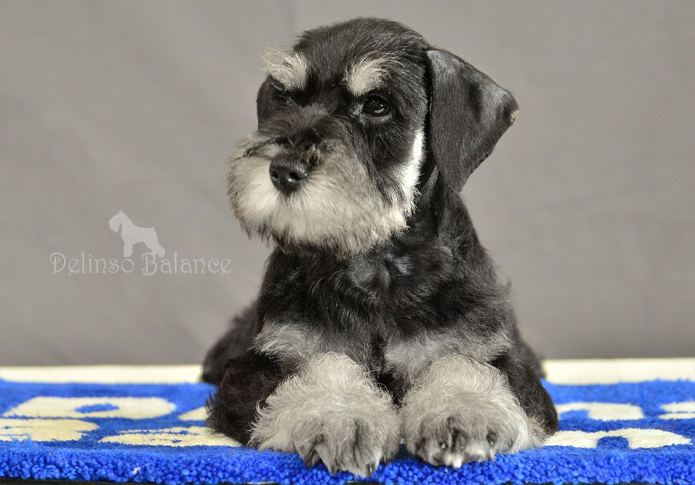 Делинсо Бэлэнс Яман Керан - 9 недель