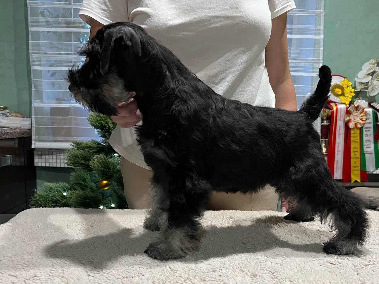 Питомник Делинсо Бэлэнс, щенки цвергшнауцера, купить щенка цвергшнауцера, питомник цвергшнауцеров, кобель цвергшнауцера для вязки, щенок цвергшнауцера, питомник цвергшнауцеров, черный с серебром, цверг, лучший питомник в беларуси