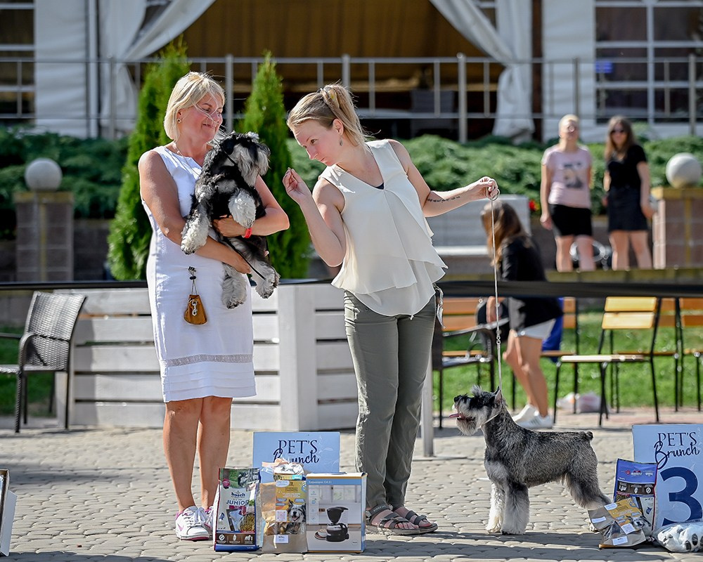 Тахо/ Delinso Balance Onyrico Tahoe. Питомник цвергшнауцеров в Беларуси «Делинсо Бэлэнс»