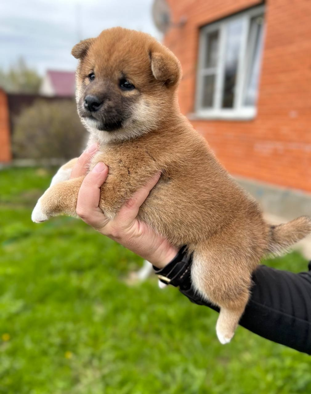 Сиба Rubylight Fumiko питомник Рубилайт