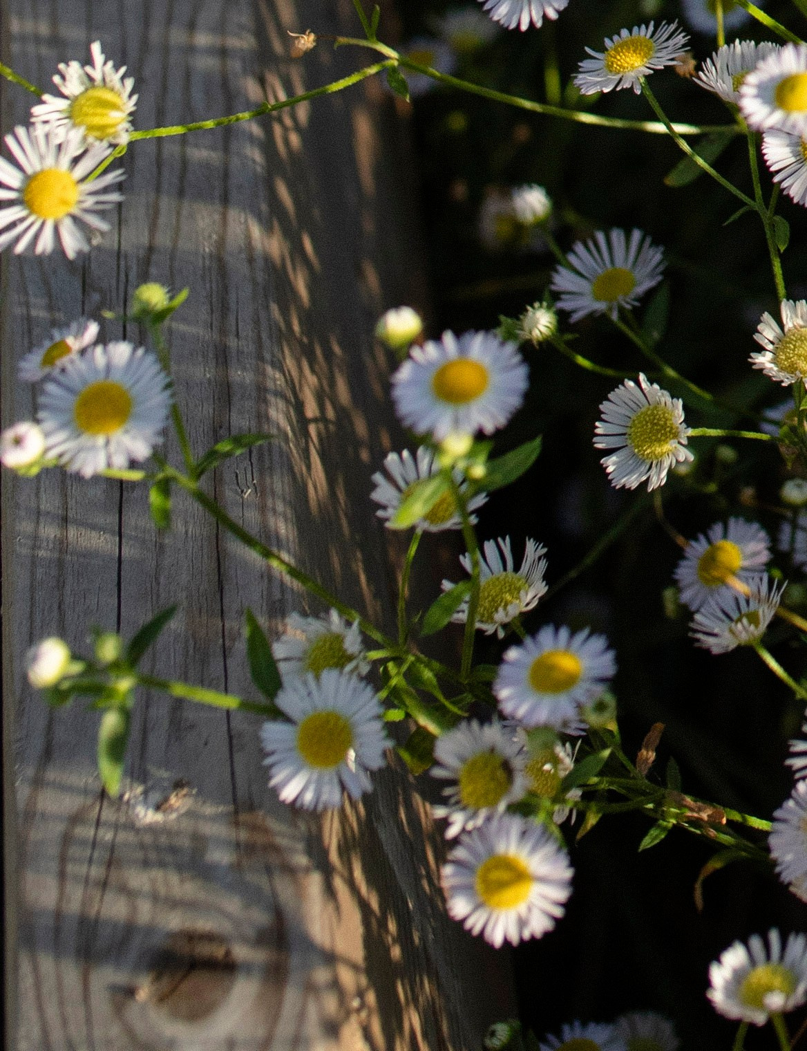 Брюгге. Ольга Пилант. АРТ, бэкстейдж, свадебная и семейная фотография, городской портрет, интерьерная фотография