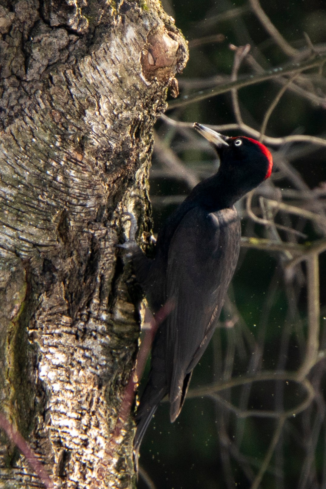 Удивительные мир птиц. Вокруг нас столько прекрасного — присмотритесь!. Ваш личный фотограф Марина Волкова