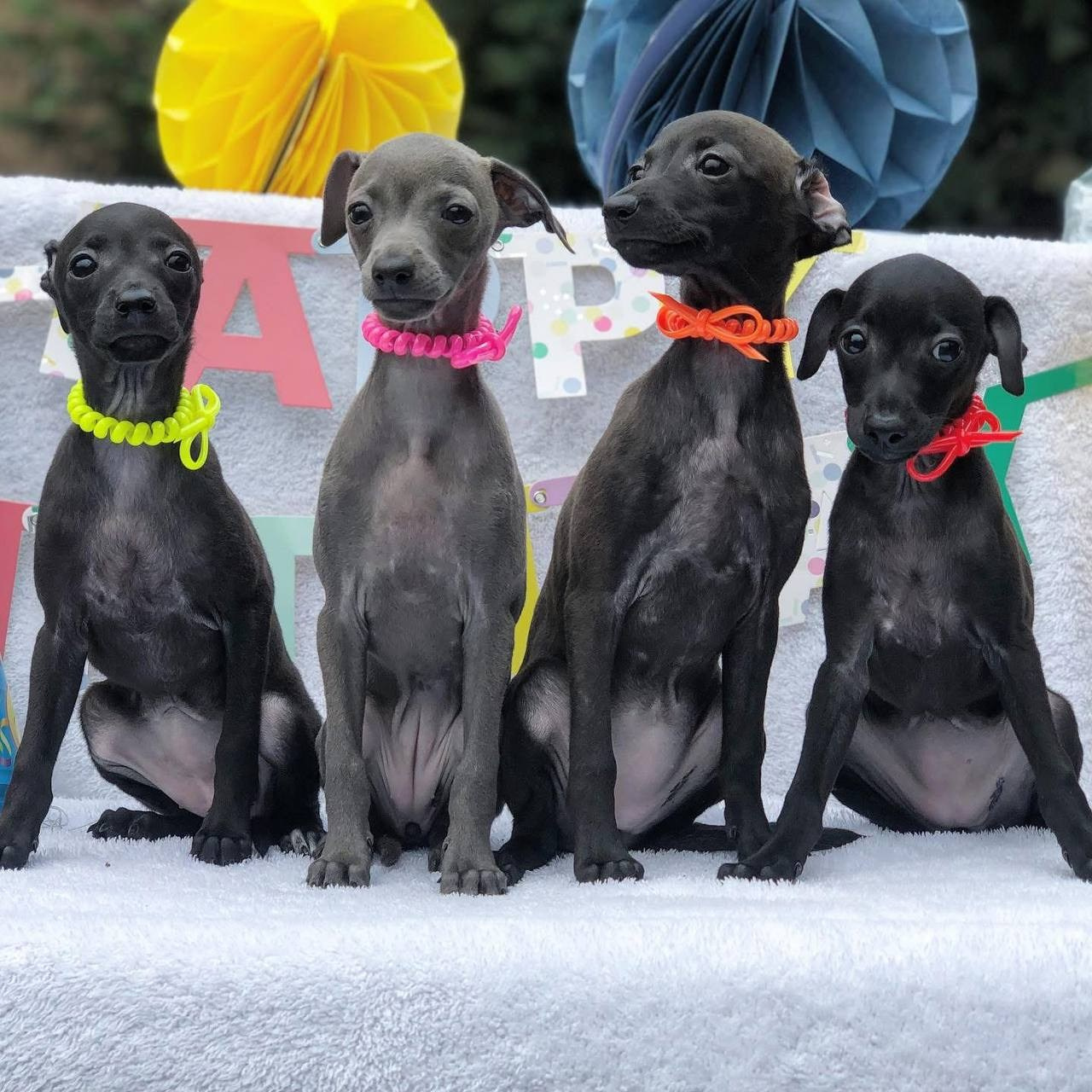 Asti Sapphire Olympia. Профессиональный питомник левреток РКФ/FCI ASTI SAPPHIRE 💎 Сочи|Санкт-Петербург