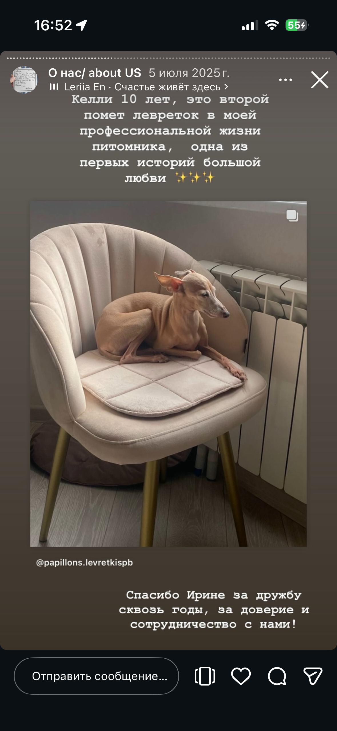 Отзывы от наших любимых владельцев. Профессиональный питомник левреток РКФ/FCI ASTI SAPPHIRE 💎 Сочи|Санкт-Петербург