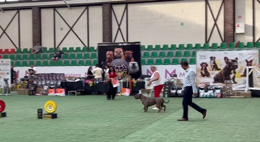 Участие в выставках. Американские булли XL в г. Калининград. Питомник Great Bully UNIVERSE