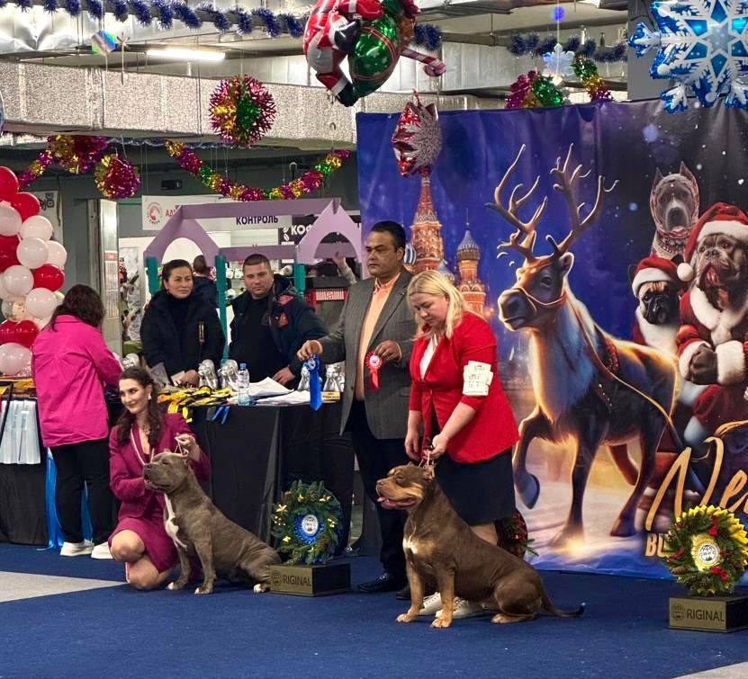 Участие в выставках. Американские булли XL в г. Калининград. Питомник Great Bully UNIVERSE