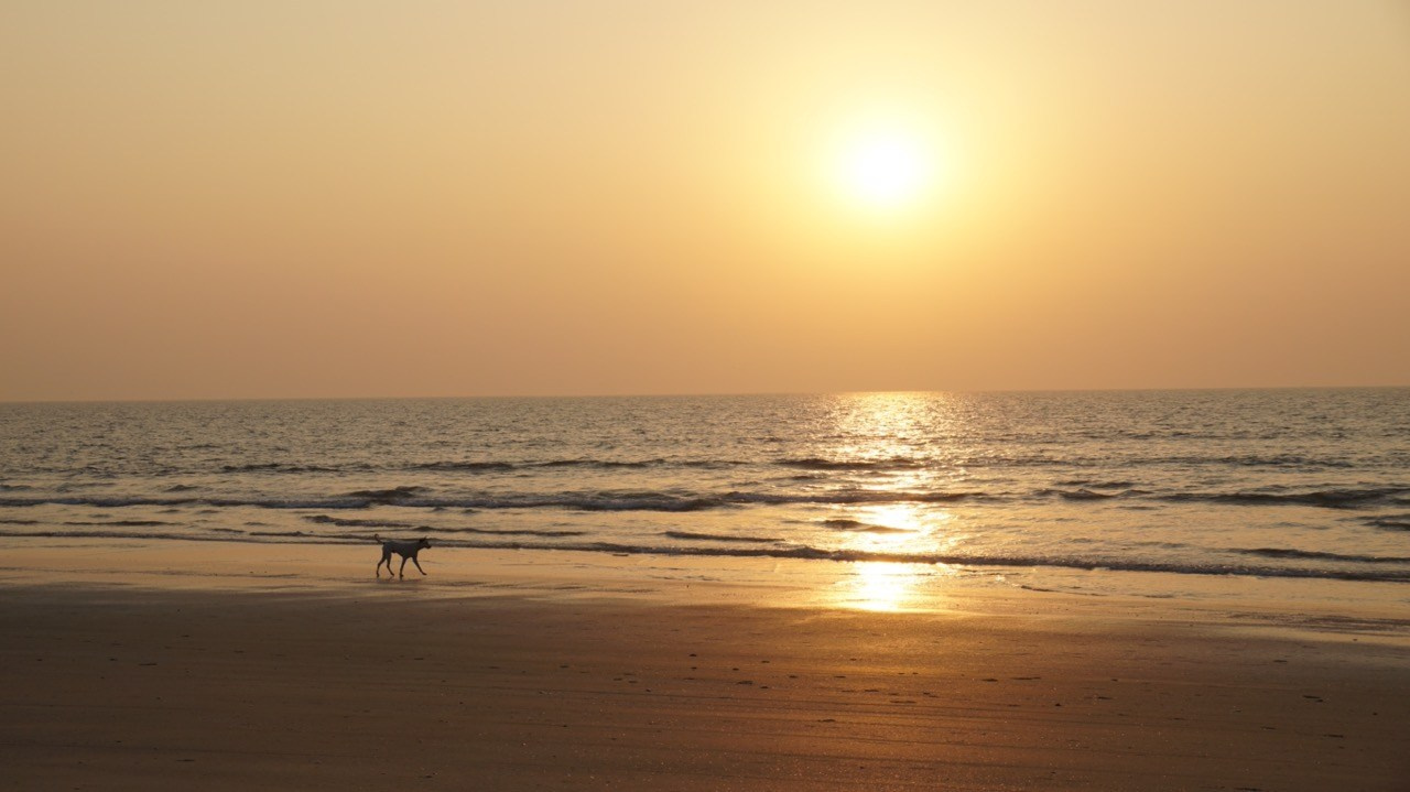 Закат и пес, Пейзаж, Вадим Богатиков, Самара