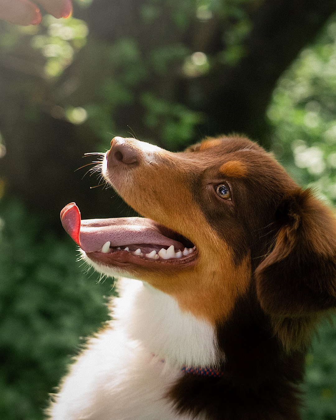 Мария и Брасс. Фотограф анималист в Москве и Санкт-Петербурге Свиридова Анна