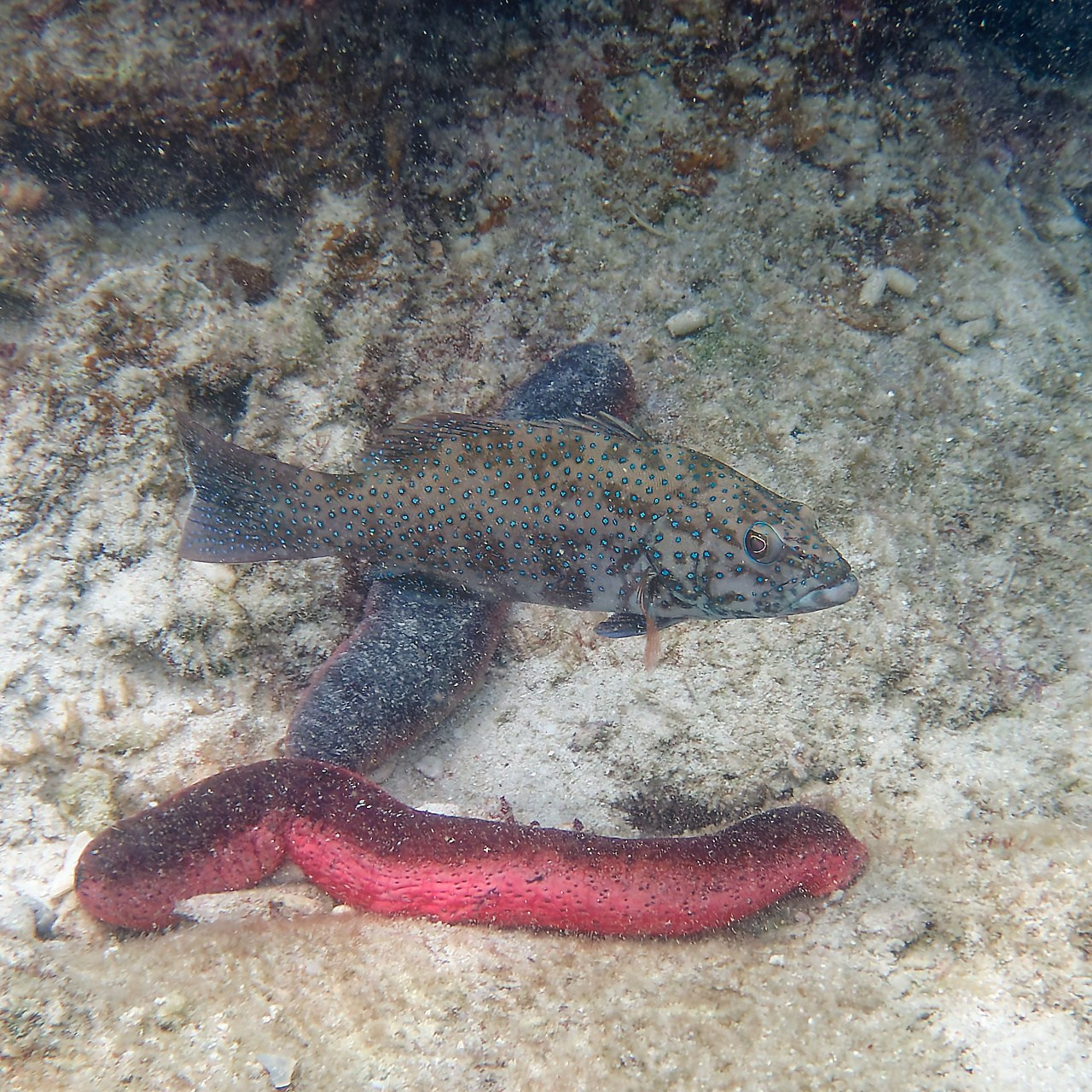Мне посмотреть. Рыбов показываю