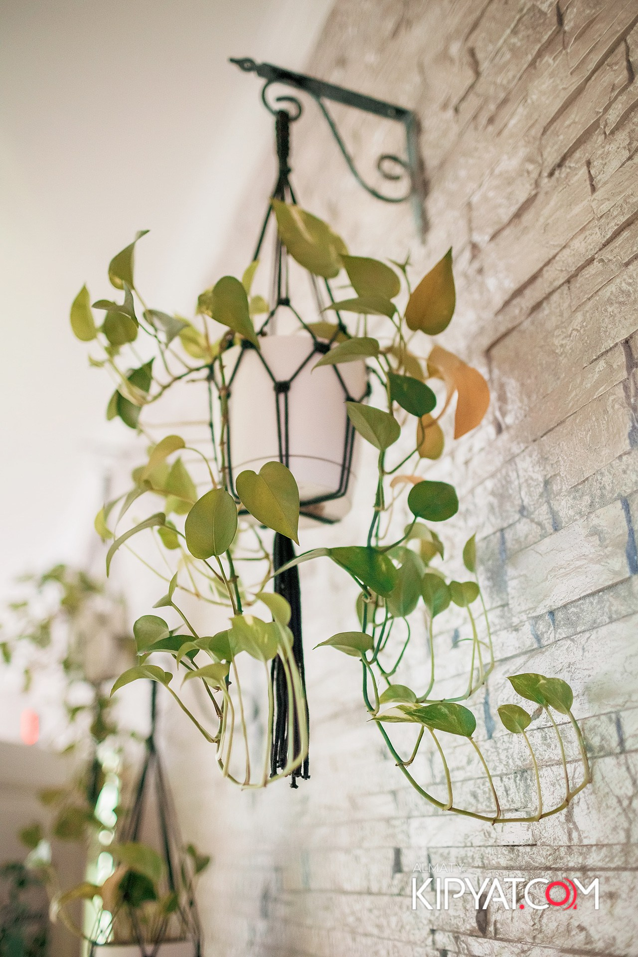 УХО И МЕДВЕДЬ НА ГАГАРИНА. КИПЯТКОМ АЛМАТЫ!