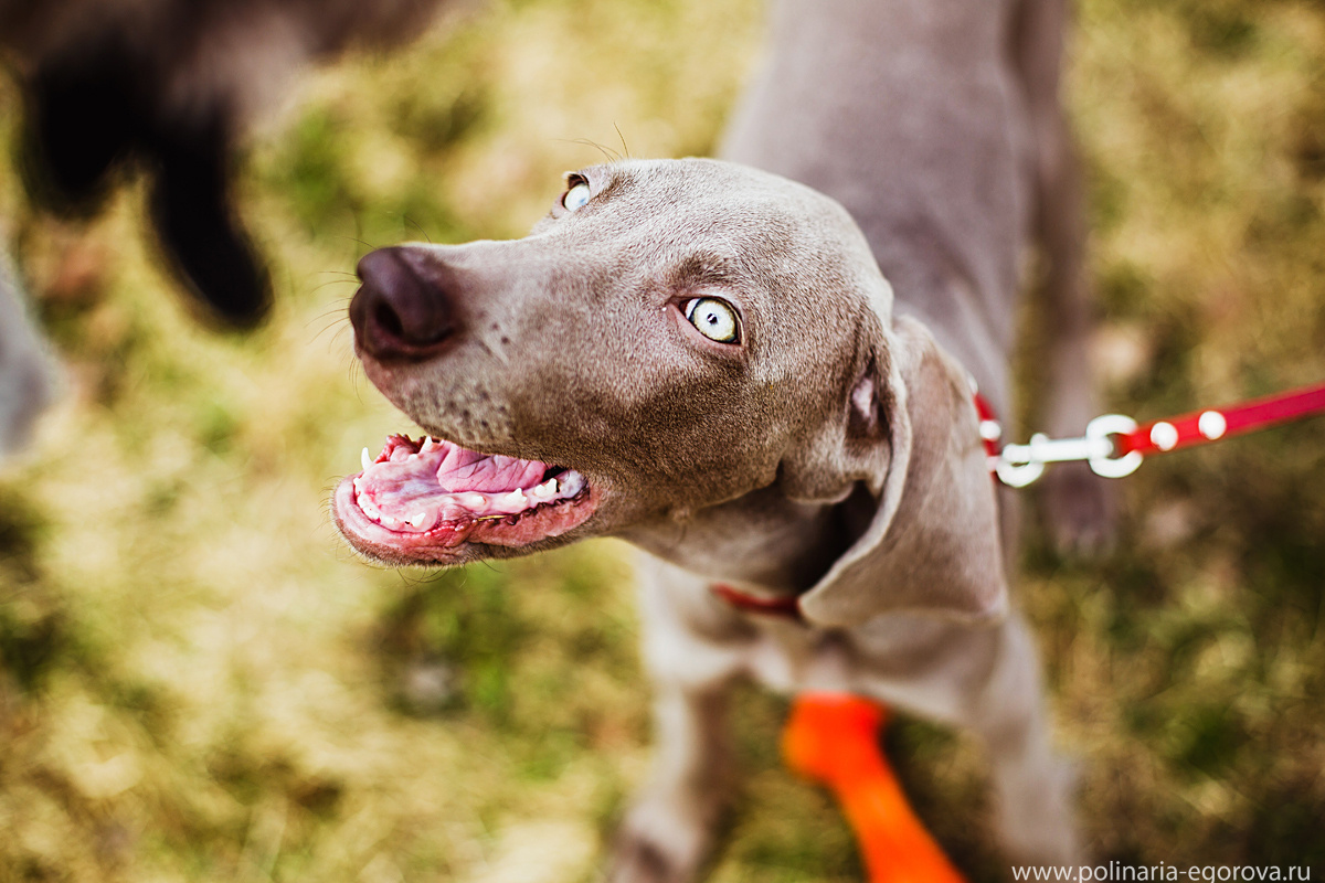 Макс, Оля и Тоби. Фотограф Полина Егорова город Тюмень