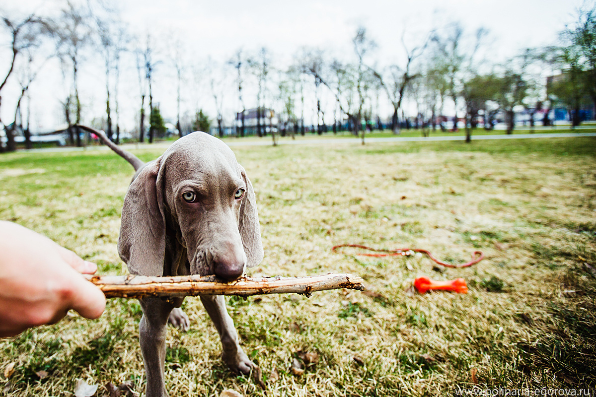 Макс, Оля и Тоби. Фотограф Полина Егорова город Тюмень