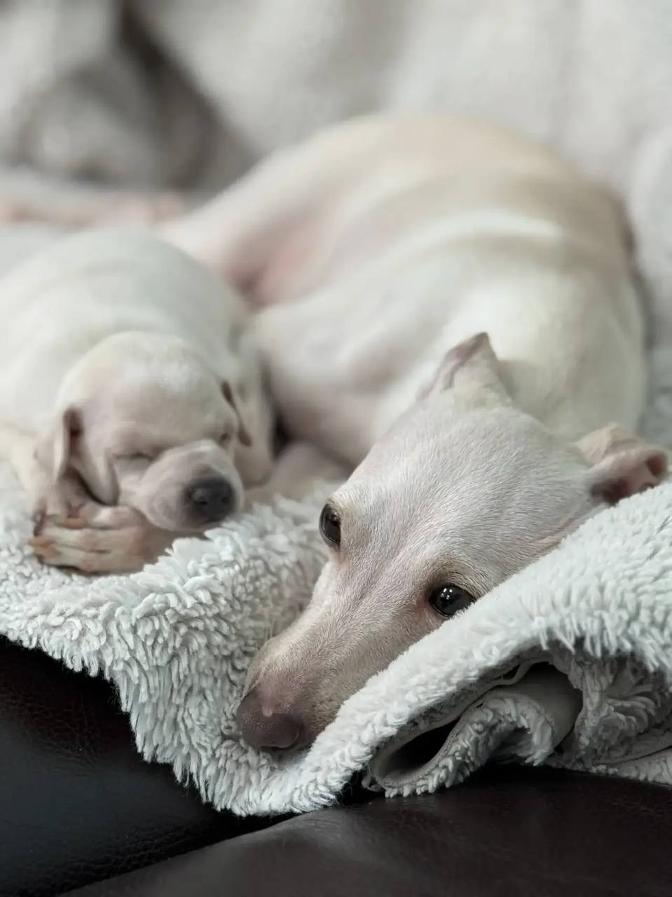 Белоснежные. Профессиональный питомник левреток РКФ/FCI ASTI SAPPHIRE 💎 Сочи|Санкт-Петербург