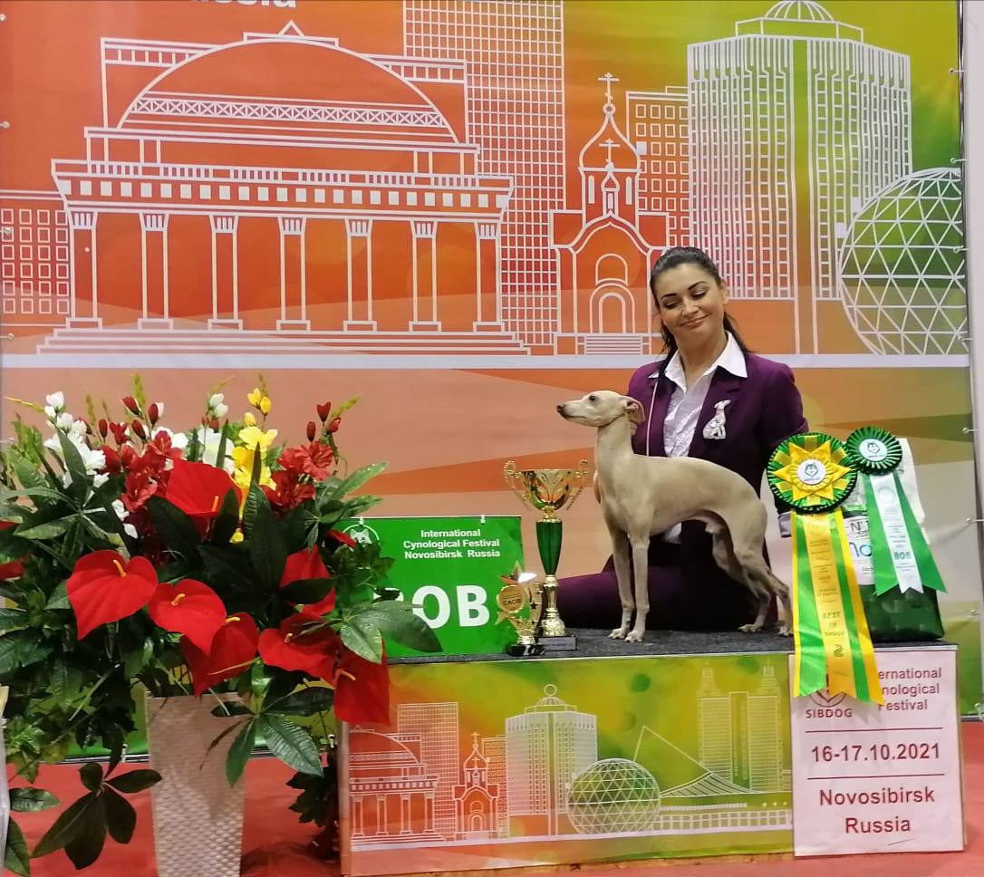 Наш самый звёздный выпускник. Professional Italian Greyhound Kennel RKF/FCI ASTI SAPPHIRE 💎 Sochi|St. Petersburg