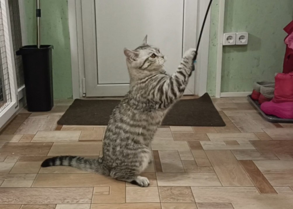 Сима — нежная кошечка с характером. Гостиница для кошек Усики и хвостики, Красноярск