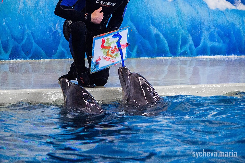 Дельфинарий. Детский и семейный фотограф, фотограф мероприятий Нижний Новгород