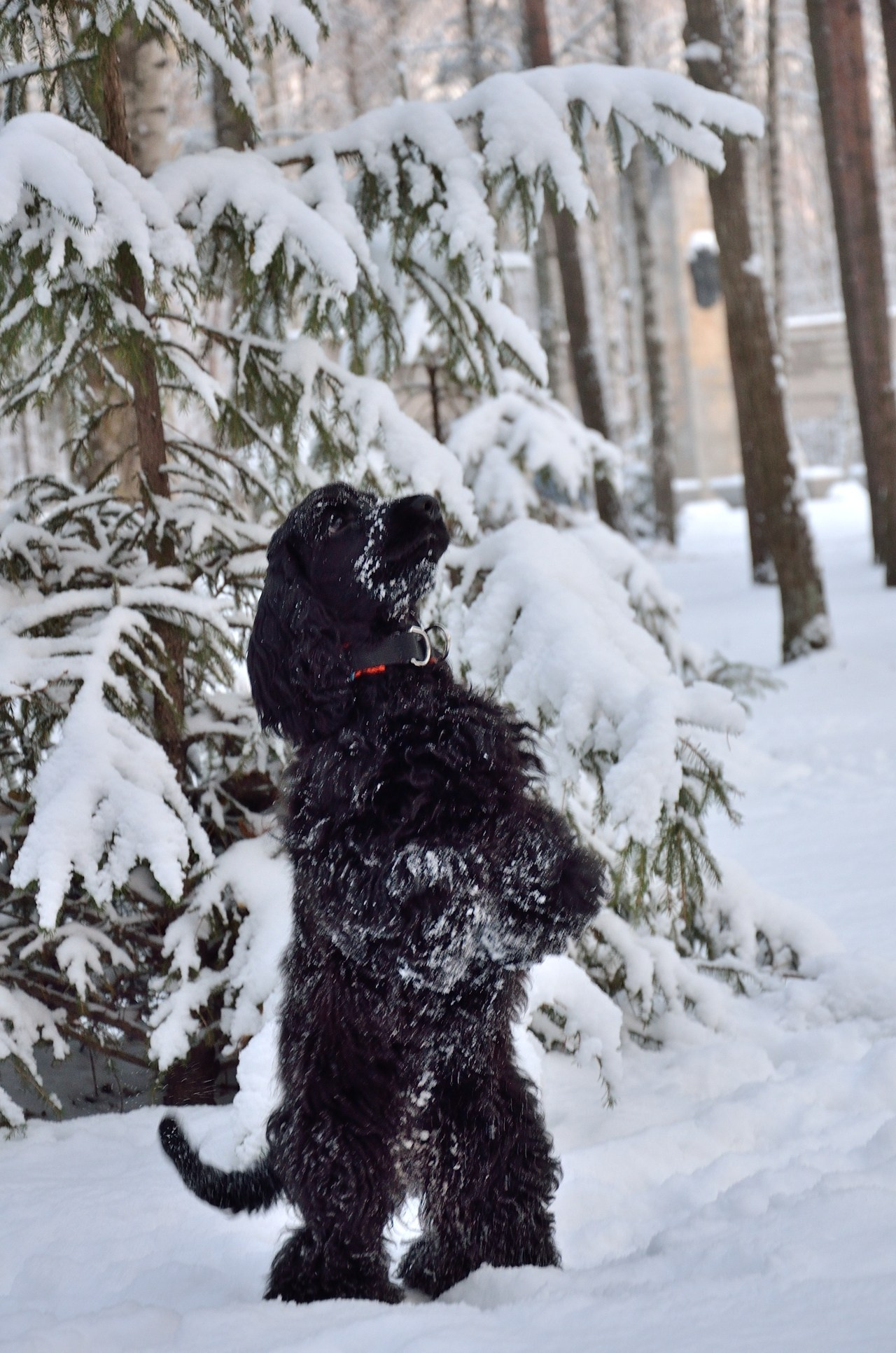 Луна и Пекка. Добро пожаловать на мой сайт, меня зовут Наталия, я фотограф