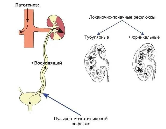 О рентгенологии интересно. РЕНТГЕН КТ МРТ в Санкт-Петербурге Александра Лоншакова
