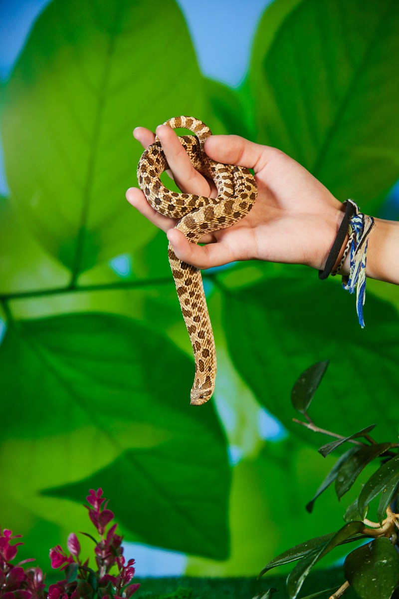 Съёмка животных — оранжевая змея на ветке с листьями.