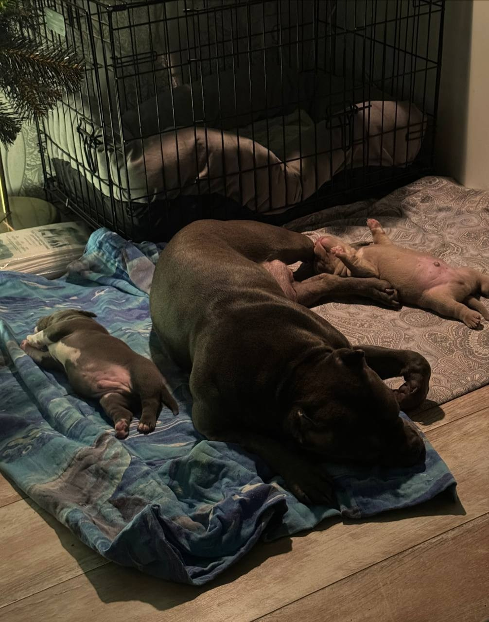 Mia. Питомник американских булли Bounty Pride Bully