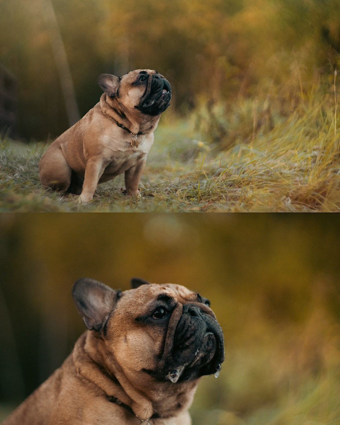 Анастасия и Бенц. Фотограф анималист в Москве и Санкт-Петербурге Свиридова Анна
