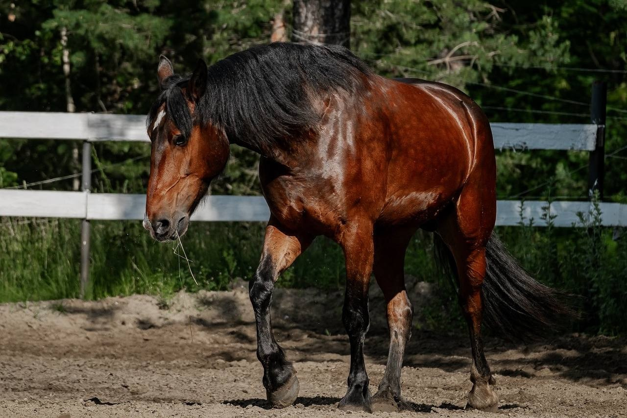 Нюра летом бегал. Куракина Дарья • Конный фотограф
