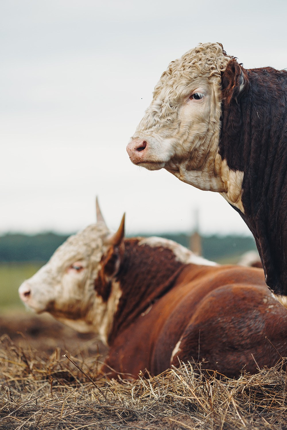 Экоферма «Измайловская». Фотограф Савин Стас