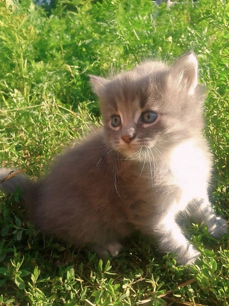 Хвостики. Портретный фотограф город Уфа