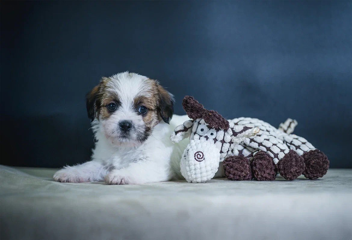 Кобель 2. Lovely-Orange питомник джек рассел терьеров