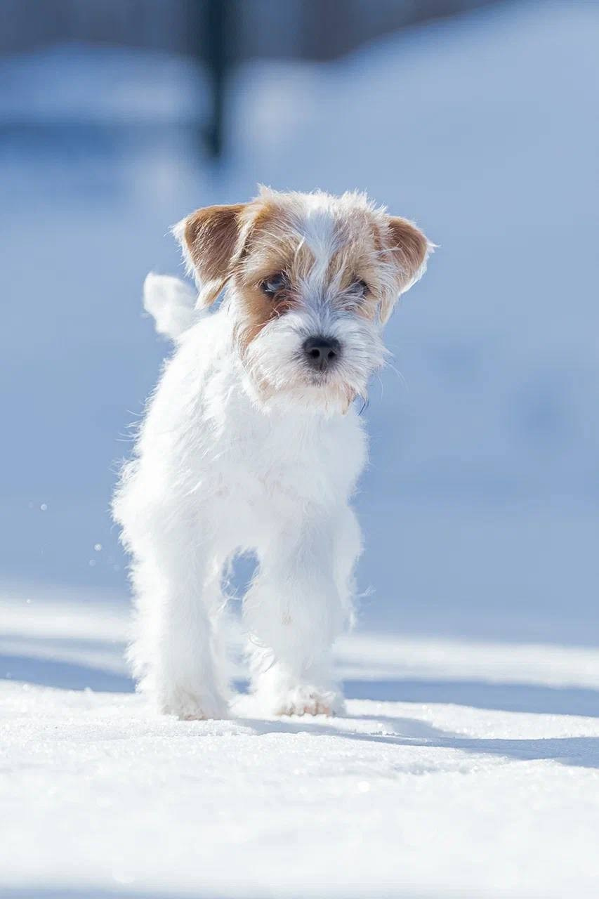 Сука 6. Lovely-Orange питомник джек рассел терьеров