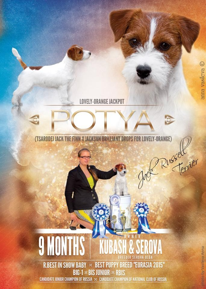 LOVELY-ORANGE JACKPOT. Lovely-Orange питомник джек рассел терьеров
