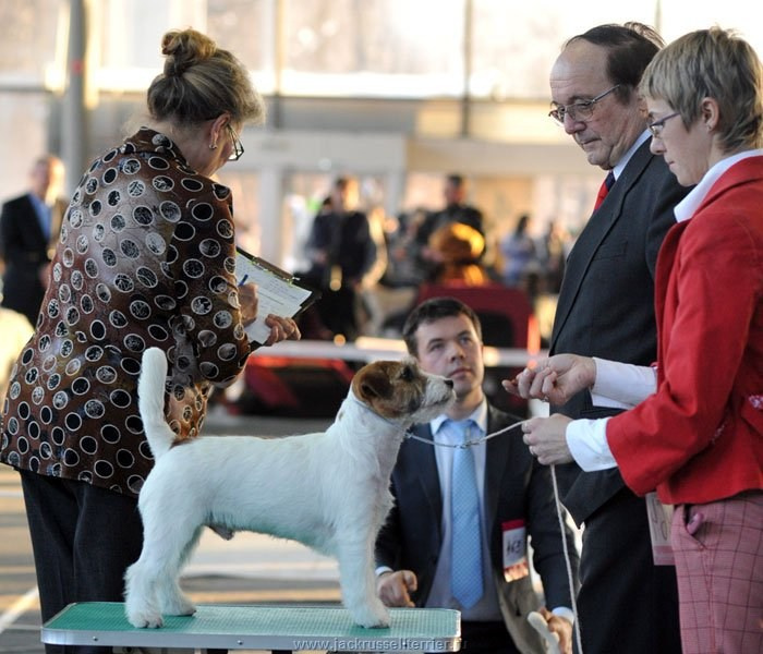 Выставка имени Сабанеева 2013. Lovely-Orange питомник джек рассел терьеров
