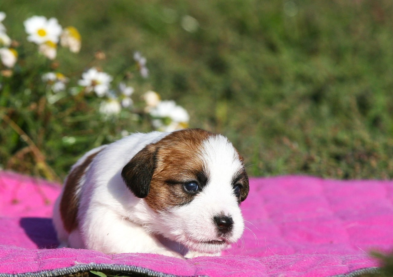 Сука 3. Lovely-Orange питомник джек рассел терьеров