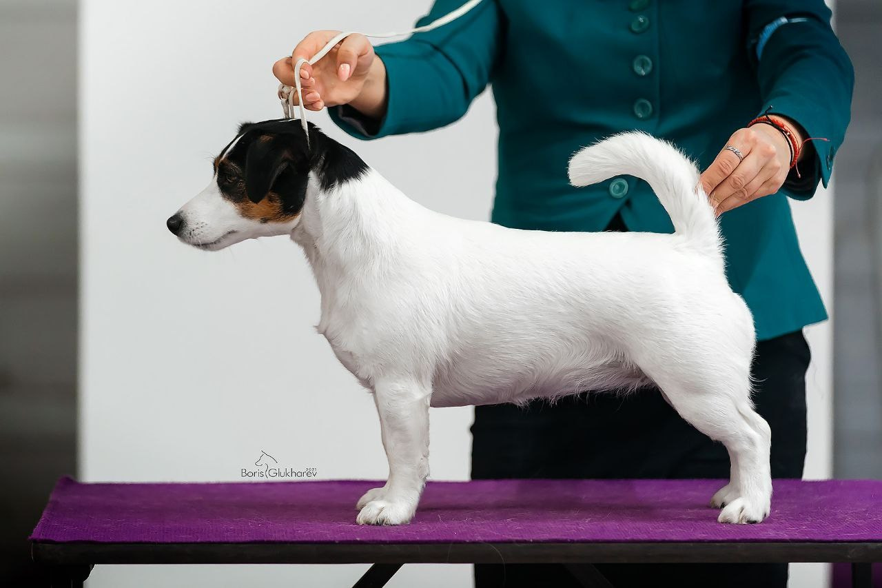 Lovely-Orange Fresh Flowers. Lovely-Orange питомник джек рассел терьеров