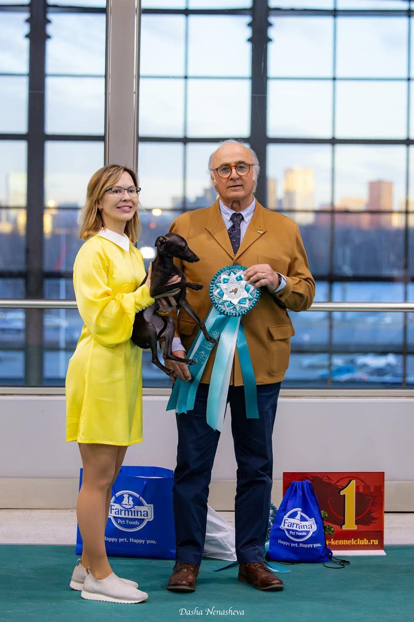 Профессиональный питомник левреток РКФ/FCI ASTI SAPPHIRE 💎 Сочи|Санкт-Петербург