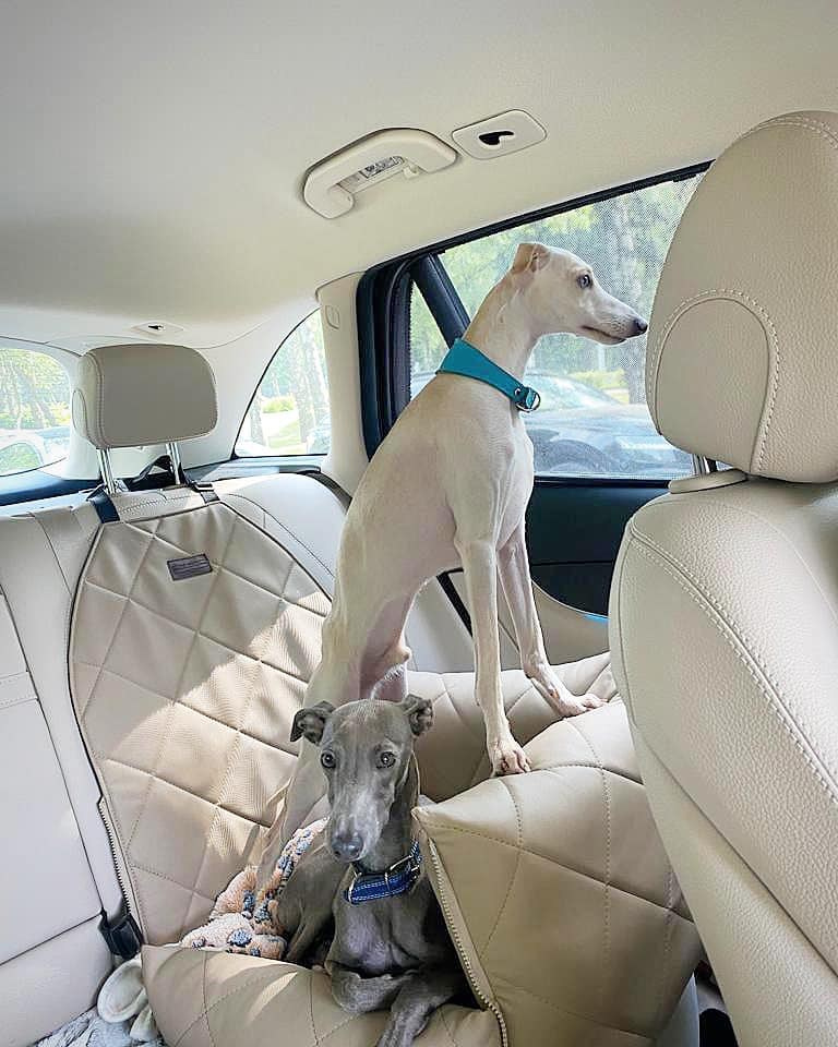 Профессиональный питомник левреток РКФ/FCI ASTI SAPPHIRE 💎 Сочи|Санкт-Петербург