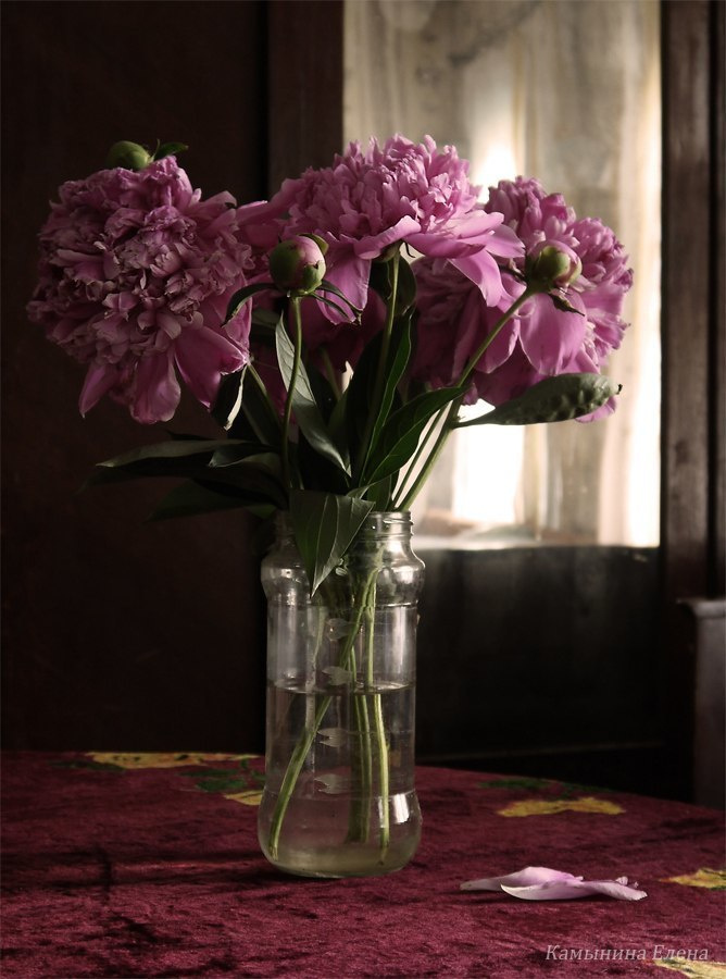 Натюрморт. Фотограф Елена Камынина
